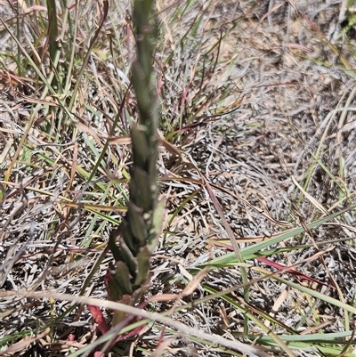 Epilobium billardiereanum subsp. cinereum (Hairy Willow Herb) at Burra, NSW - 4 Dec 2025 by BrianSummers