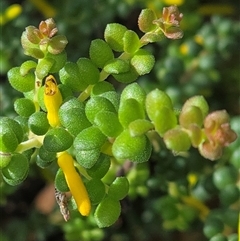Persoonia microphylla at Lower Borough, NSW - 30 Nov 2025 by glbn1