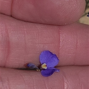 Comesperma sphaerocarpum at Lower Borough, NSW - 30 Nov 2025 by glbn1