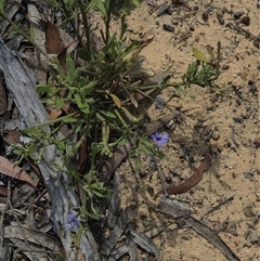 Dampiera stricta (Blue Dampiera) at Lower Borough, NSW - 30 Nov 2025 by glbn1