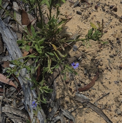 Dampiera stricta (Blue Dampiera) at Lower Borough, NSW - 30 Nov 2025 by glbn1