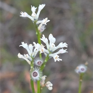 Unverified Other Wildflower or Herb at Lower Borough, NSW - 30 Nov 2025 by glbn1