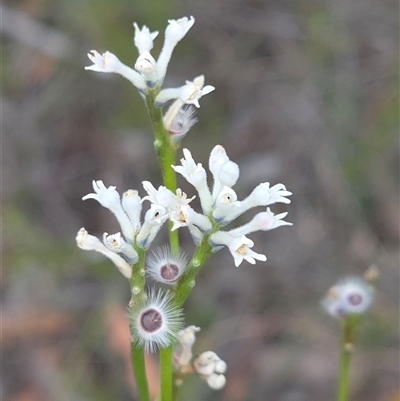 Conospermum tenuifolium (Sprawling Smoke-bush, Slender Wire Lily) at Lower Borough, NSW - 30 Nov 2025 by glbn1