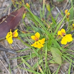 Goodenia bellidifolia subsp. bellidifolia (Daisy Goodenia) at Lower Borough, NSW - 30 Nov 2025 by glbn1