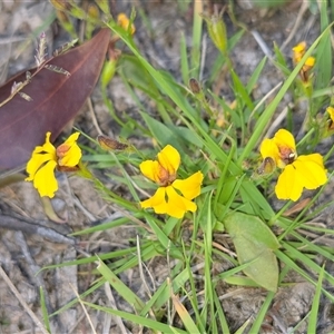 Unverified Other Wildflower or Herb at Lower Borough, NSW - 30 Nov 2025 by glbn1
