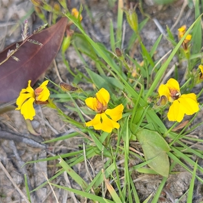Goodenia bellidifolia subsp. bellidifolia (Daisy Goodenia) at Lower Borough, NSW - 30 Nov 2025 by glbn1