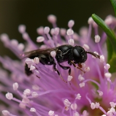 Unverified Bee (Hymenoptera, Apiformes) at Downer, ACT - Yesterday by RobertD