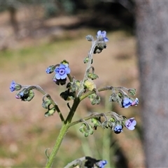 Cynoglossum australe (Australian Forget-me-not) at Weetangera, ACT - 4 Dec 2025 by sangio7