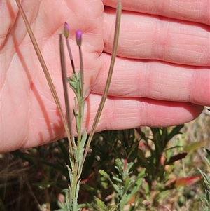 Epilobium billardiereanum at Weetangera, ACT - Today by sangio7