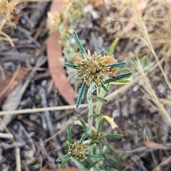 Euchiton sphaericus (star cudweed) at Weetangera, ACT - 4 Dec 2025 by sangio7