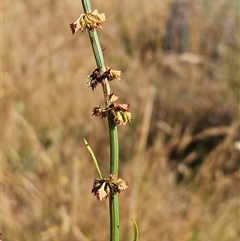 Rumex brownii (Slender Dock) at Weetangera, ACT - 4 Dec 2025 by sangio7