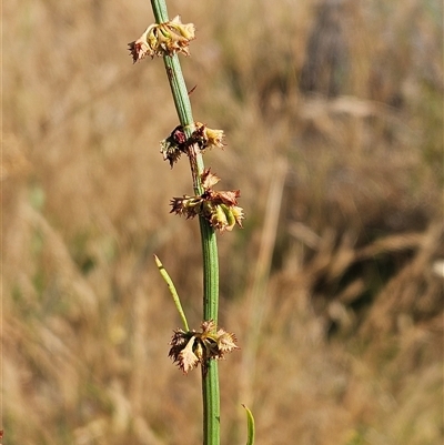 Rumex brownii (Slender Dock) at Weetangera, ACT - 4 Dec 2025 by sangio7