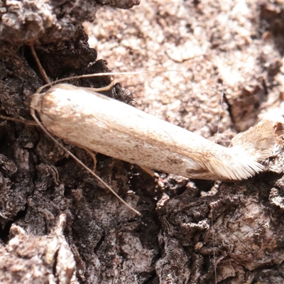 Philobota (genus) at Mitchell, ACT - 1 Dec 2025 by ConBoekel