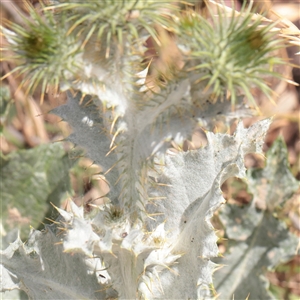 Unverified Other Wildflower or Herb at Mitchell, ACT - 1 Dec 2025 by ConBoekel