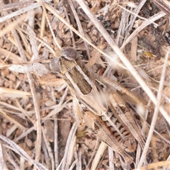 Brachyexarna lobipennis (Stripewinged meadow grasshopper) at Mitchell, ACT - 1 Dec 2025 by ConBoekel