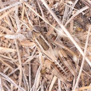 Brachyexarna lobipennis (Stripewinged meadow grasshopper) at Mitchell, ACT - 1 Dec 2025 by ConBoekel