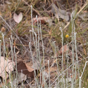 Unverified Other Wildflower or Herb at Mitchell, ACT - 1 Dec 2025 by ConBoekel