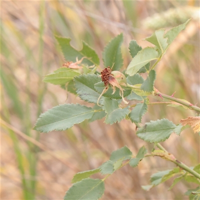 Rosa sp. (A Wild Rose) at Mitchell, ACT - 1 Dec 2025 by ConBoekel