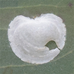 Unverified Psyllid, lerp, aphid or whitefly (Hemiptera, several families) at Mitchell, ACT - 1 Dec 2025 by ConBoekel