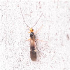 Unverified Wasp (Hymenoptera, Apocrita) at Mitchell, ACT - 1 Dec 2025 by ConBoekel