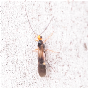 Unverified Wasp (Hymenoptera, Apocrita) at Mitchell, ACT - 1 Dec 2025 by ConBoekel