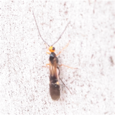 Unverified Wasp (Hymenoptera, Apocrita) at Mitchell, ACT - 1 Dec 2025 by ConBoekel