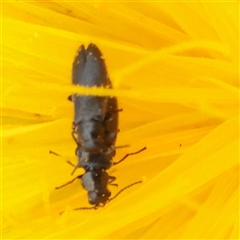 Unverified Beetle (Coleoptera) at Mitchell, ACT - 1 Dec 2025 by ConBoekel