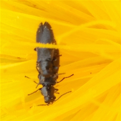 Unverified Beetle (Coleoptera) at Mitchell, ACT - 1 Dec 2025 by ConBoekel