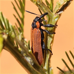 Rhinotia haemoptera (Lycid-mimic belid weevil, Slender Red Weevil) at O'Connor, ACT - 2 Dec 2025 by ConBoekel