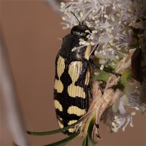Castiarina decemmaculata (Ten-spot Jewel Beetle) at O'Connor, ACT - 2 Dec 2025 by ConBoekel