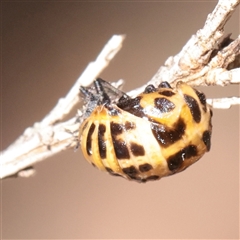 Harmonia conformis (Common Spotted Ladybird) at O'Connor, ACT - 2 Dec 2025 by ConBoekel