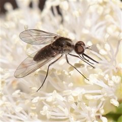 Geron sp. (genus) (Slender Bee Fly) at O'Connor, ACT - 2 Dec 2025 by ConBoekel