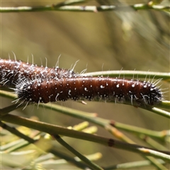 Unverified Moth (Lepidoptera) at O'Connor, ACT - 2 Dec 2025 by ConBoekel