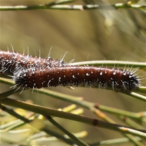 Unverified Moth (Lepidoptera) at O'Connor, ACT - 2 Dec 2025 by ConBoekel