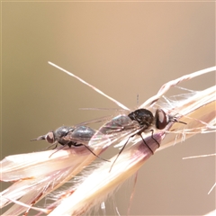 Unverified True fly (Diptera) at O'Connor, ACT - 2 Dec 2025 by ConBoekel