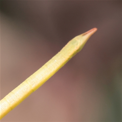 Hypobapta (genus) at O'Connor, ACT - 2 Dec 2025 by ConBoekel