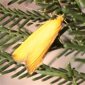 Eulechria electrodes (Yellow Eulechria Moth) at O'Connor, ACT - 2 Dec 2025 by ConBoekel