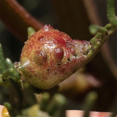 Unverified Unidentified Insect Gall at O'Connor, ACT - 2 Dec 2025 by ConBoekel