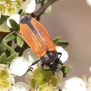Castiarina erythroptera (Lycid Mimic Jewel Beetle) at O'Connor, ACT - 2 Dec 2025 by ConBoekel