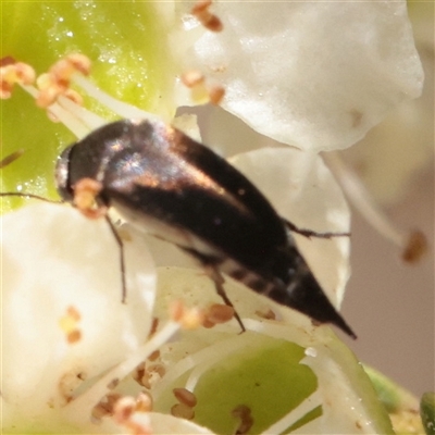 Mordella sp. (genus) (Pintail or tumbling flower beetle) at O'Connor, ACT - 2 Dec 2025 by ConBoekel