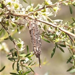 Clania ignobilis at O'Connor, ACT - 2 Dec 2025 by ConBoekel