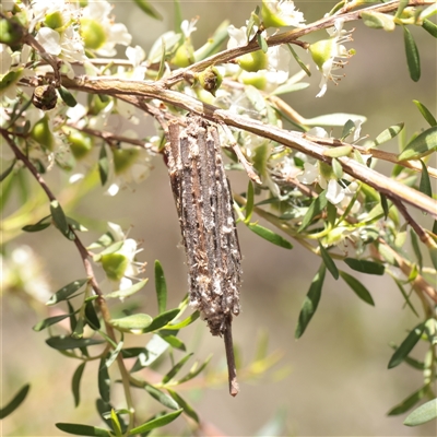 Clania ignobilis at O'Connor, ACT - 2 Dec 2025 by ConBoekel