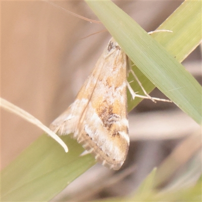 Hellula hydralis (Cabbage Centre Moth) at O'Connor, ACT - 2 Dec 2025 by ConBoekel