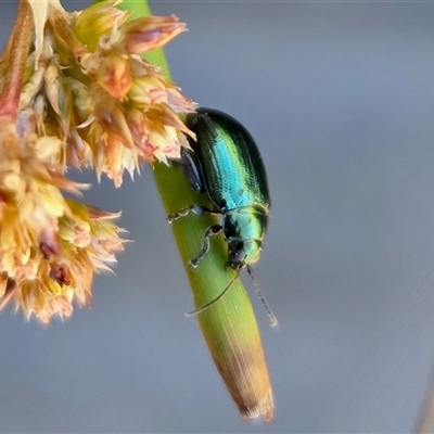 Altica corrusca at Yass River, NSW - Yesterday by SenexRugosus