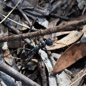 Myrmecia tarsata (Bull ant or Bulldog ant) at Captains Flat, NSW - Yesterday by Csteele4