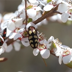 Castiarina decemmaculata (Ten-spot Jewel Beetle) at Captains Flat, NSW - Yesterday by Csteele4