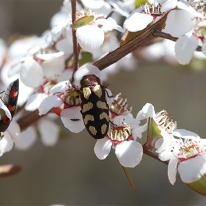 Castiarina decemmaculata (Ten-spot Jewel Beetle) at Captains Flat, NSW - Yesterday by Csteele4