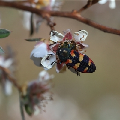 Castiarina sexplagiata (Jewel beetle) at Captains Flat, NSW - Yesterday by Csteele4