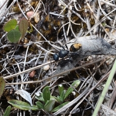 Aglaotilla sp. (genus) at Captains Flat, NSW - Yesterday by Csteele4