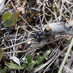 Aglaotilla sp. (genus) at Captains Flat, NSW - Yesterday by Csteele4